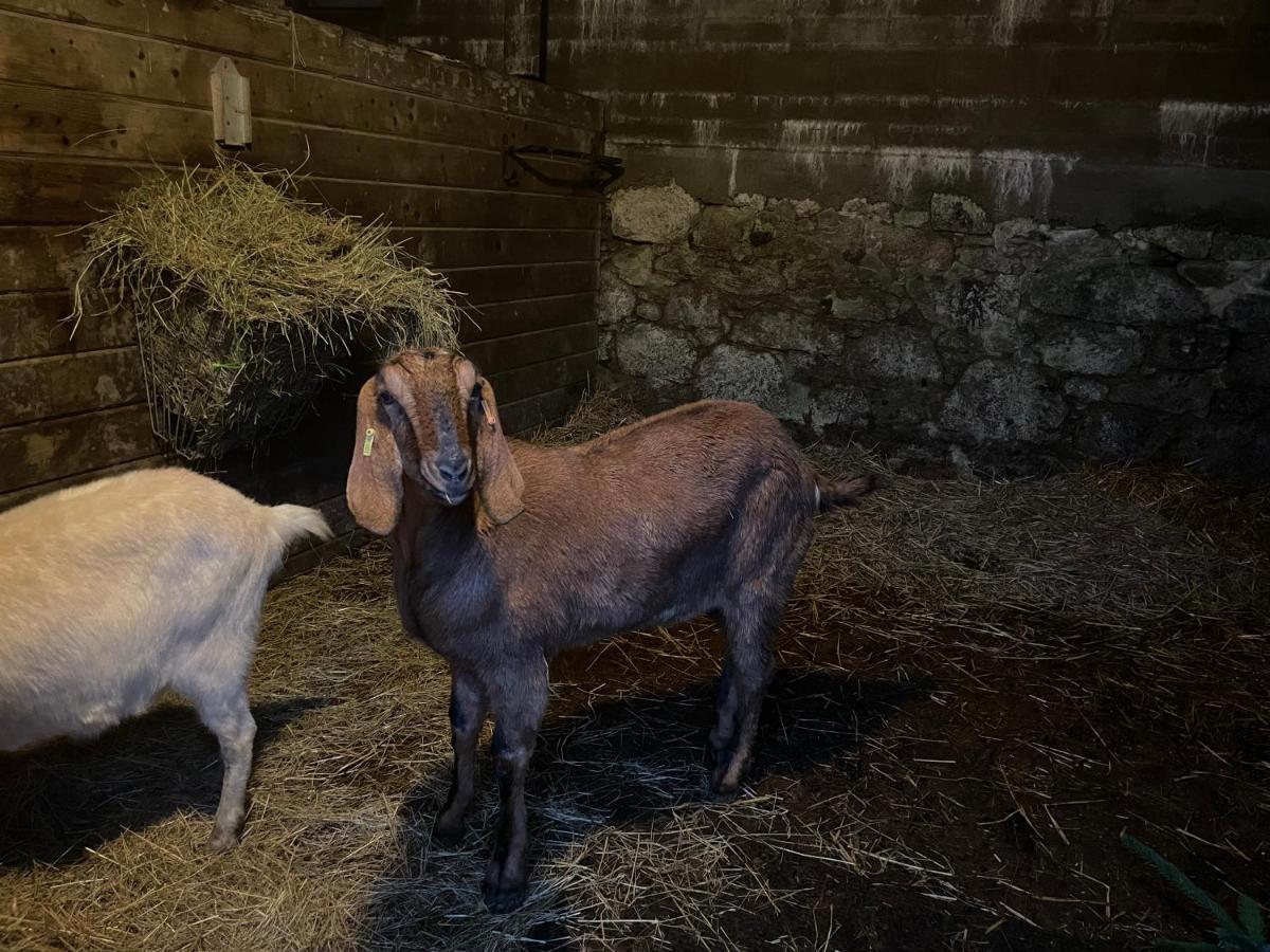Tor Royal Farm Ξενοδοχείο Princetown Εξωτερικό φωτογραφία